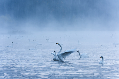 A greyscale of two swans with open wings swimming on a lake
