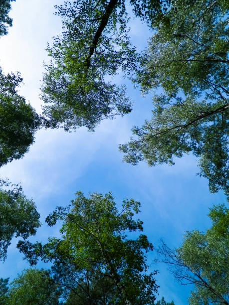 istock Tuchola Forest trees as nature background. 1072563976