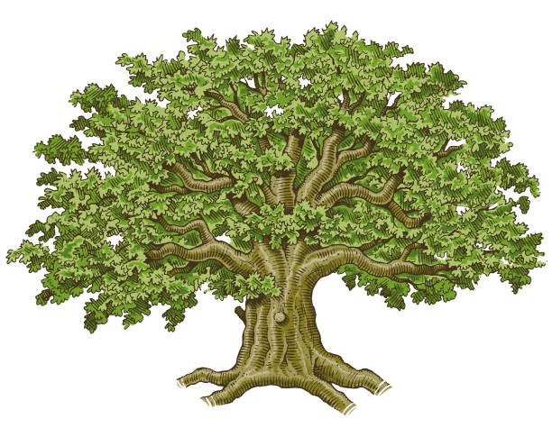 Dibujo Arbol Con Raices - Banco de fotos e imágenes de stock - iStock Dibujo Arbol Con Raices - Banco de fotos e imágenes de stock - iStock