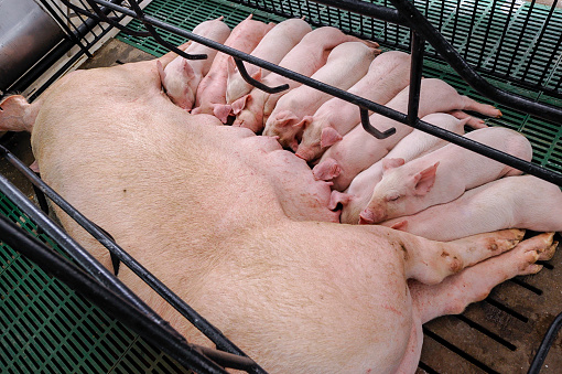 Lot of Piglets sucking milk from sow mother with clean body.