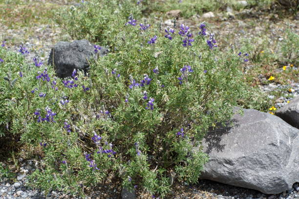 istock Lupin flowers on Cotopaxi 1072567606