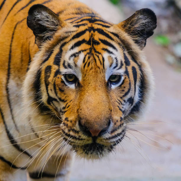istock The tiger is behind the green branches. (Indochinese tiger) 1072568118