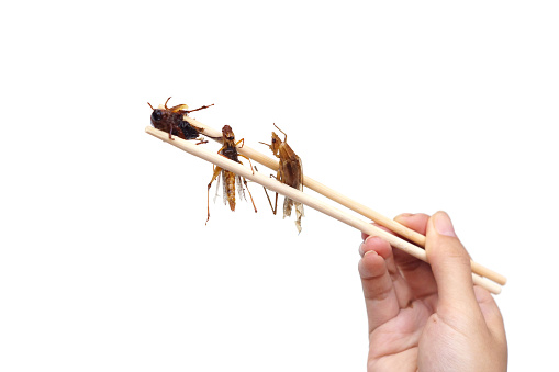 Hand holding wooden chopsticks with different types of insects / Eating insect concept isolated