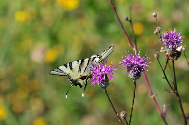 istock The Scarce Swallowtail it is also called Sail Swallowtail or Pear-tree Swallowtail. 1072571400