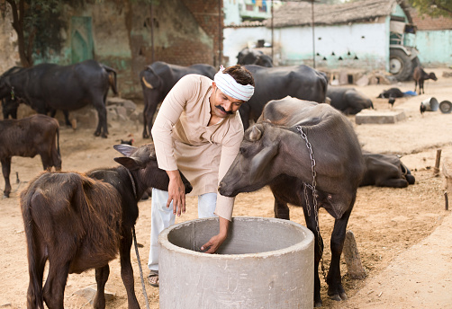 Farmer feeding silage to buffalo at village