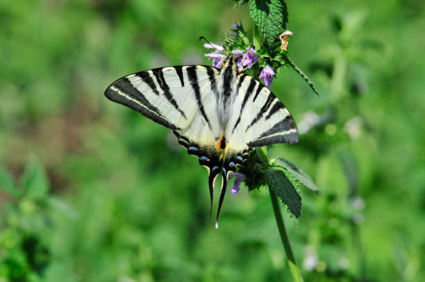 istock The Scarce Swallowtail, Sail Swallowtail, Pear-tree Swallowtail - Butterfly. 1072574760