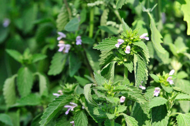 il melissa è una pianta erbacea perenne della famiglia delle lamiaceae. - lemon balm foto e immagini stock