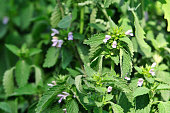 Lemon balm is a perennial herbaceous plant in the mint family Lamiaceae.