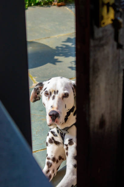 istock An adult Dalmatian lying down on a patio 1072576514