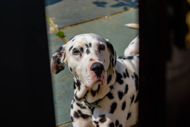 istock An adult Dalmatian lying down on a patio 1072576548