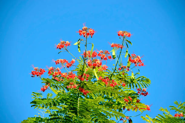 Pride of Barbados flowers Pride of Barbados Latin name Caesalpinia pulcherrima pride of barbados flower stock pictures, royalty-free photos & images