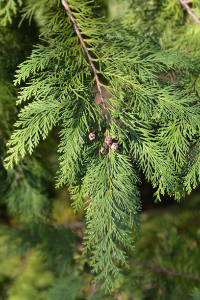 istock Lawson cypress Kelleris Gold 1072576938