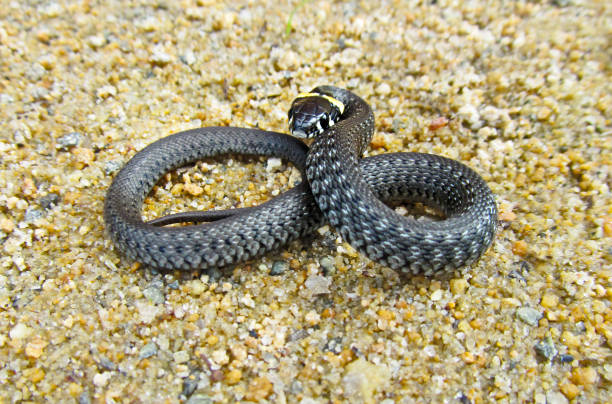 istock Young grass snake crawling on the pebble sand. 1072577498
