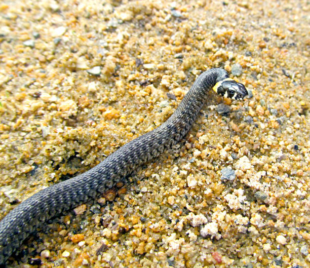 istock Young grass snake crawling on the pebble sand. 1072577500