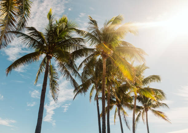 palmiers contre le ciel bleu - miami florida color image photography creativity photos et images de collection