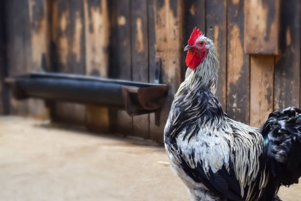 istock Isolated live free chicken on a blurred background 1072580136