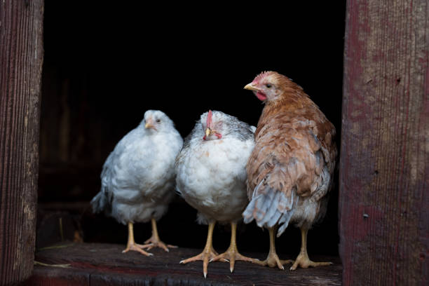 chicken hens standing together at a farm house sweden 2018