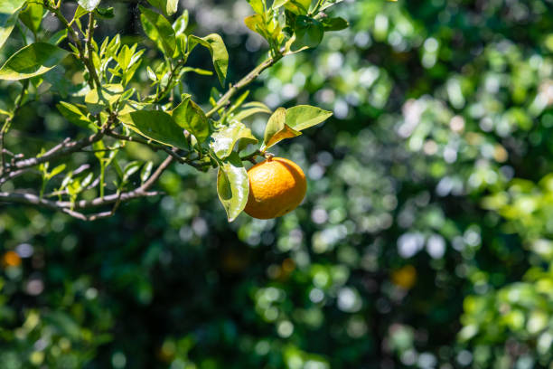 singola arancia su un albero con sfondo sfocato di un altro albero - lautaro foto e immagini stock