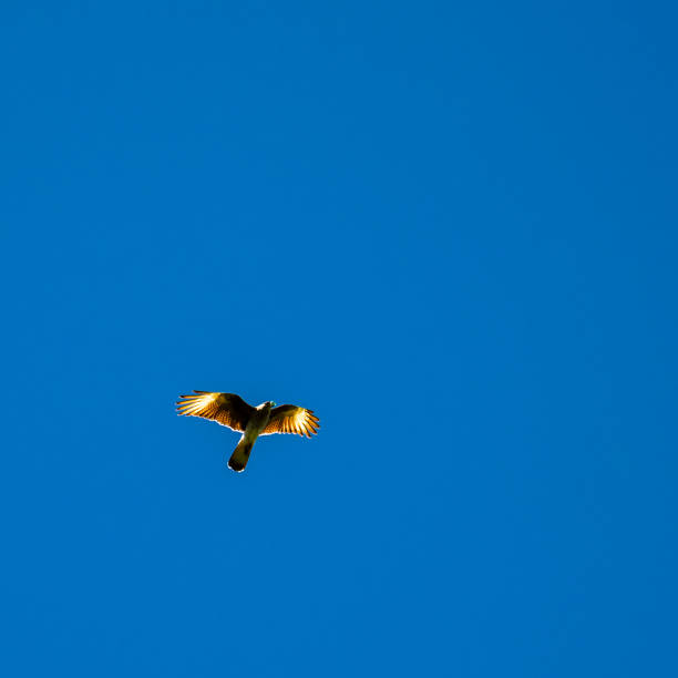 Chimango bird in flight with something on his peak on a blue sky