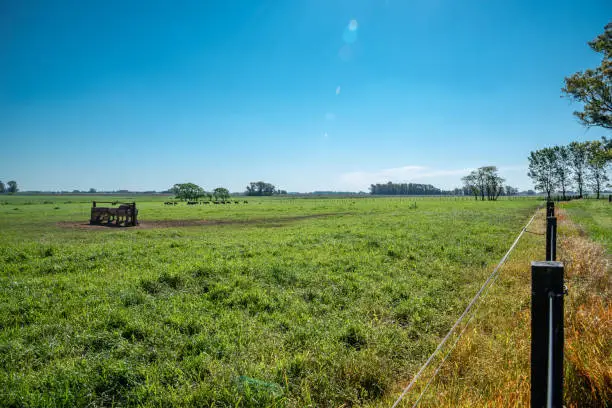 Photo of Haras in summer green grass, a sprue and a wire fence with horses grassing on the back and a blue sky with flare