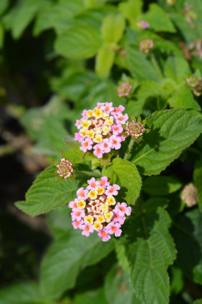 istock Shrub verbena flower 1072590564