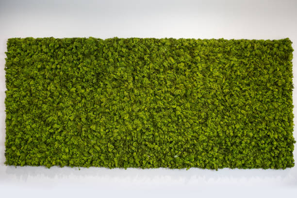 decoración de pared de pared, verde musgo de reno - musgo fotografías e imágenes de stock