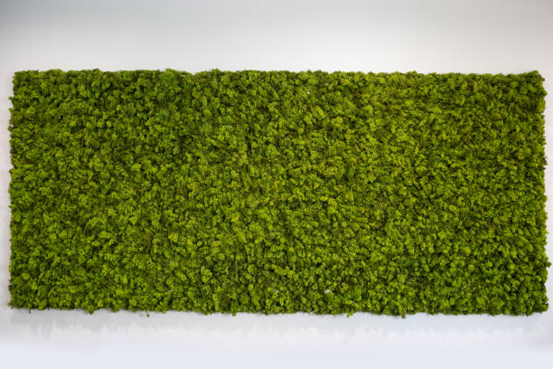 Reindeer moss wall, green wall decoration stock photo