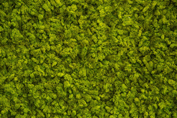 istock Reindeer moss wall, green wall decoration 1072590894