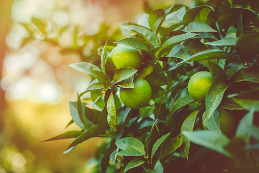 Ripe orange fruits on orange tree between lush foliage. View from below.