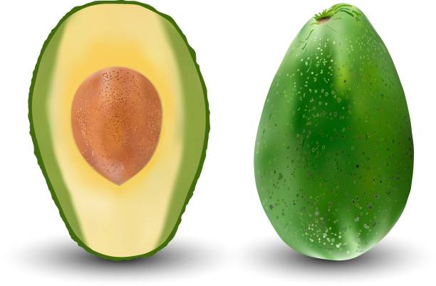 illustrazioni stock, clip art, cartoni animati e icone di tendenza di set di avocado verde realistico. illustrazione vettoriale. piante da frutto esotiche sempreverdi. isolamento su sfondo bianco - avocado cross section vegetable seed