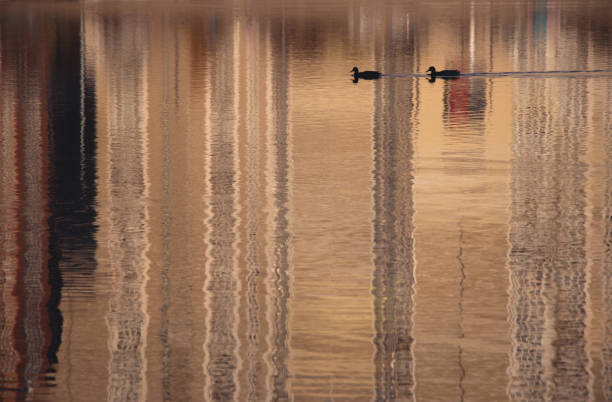 istock Two birds on water surface of city lake 1072607414