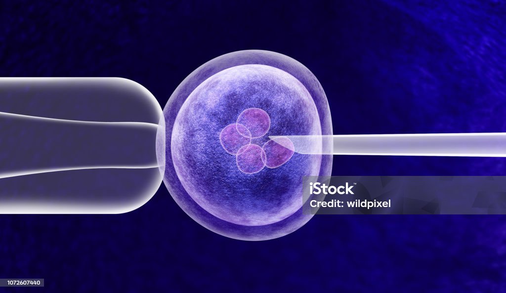 Gene Editing In Vitro Gene editing in vitro genetic CRISPR genome engineering medical biotechnology health care concept with a fertilized human egg embryo and a group of dividing cells as a 3D illustration. Gene Therapy Stock Photo