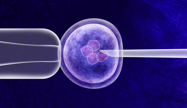 Gene Editing In Vitro Gene editing in vitro genetic CRISPR genome engineering medical biotechnology health care concept with a fertilized human egg embryo and a group of dividing cells as a 3D illustration. human egg photos stock pictures, royalty-free photos & images