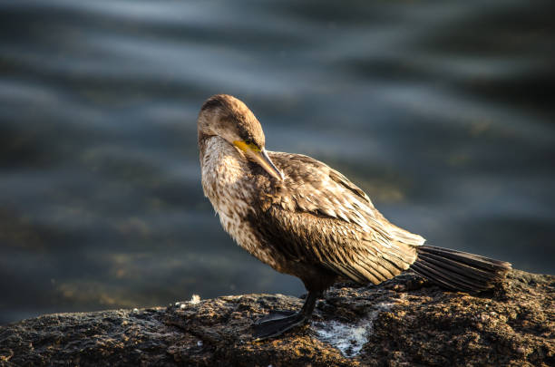 istock Cormorant in the sun 1072607910