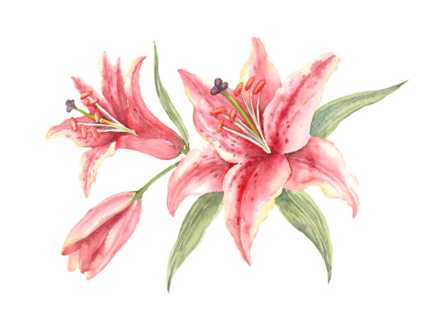 20+ Stargazer Lily Flower Closeup Pic Illustrations, Royalty-Free ...