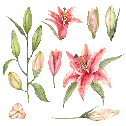 Set of Pink Stargazer Lilies and lily buds on a white background. Watercolor illustration.