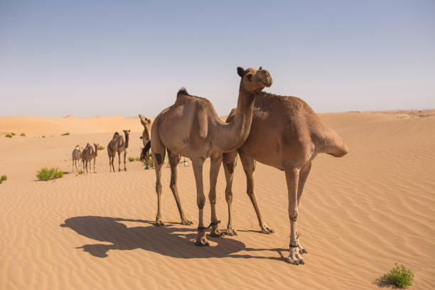 istock Few camels in the desert 1072609300