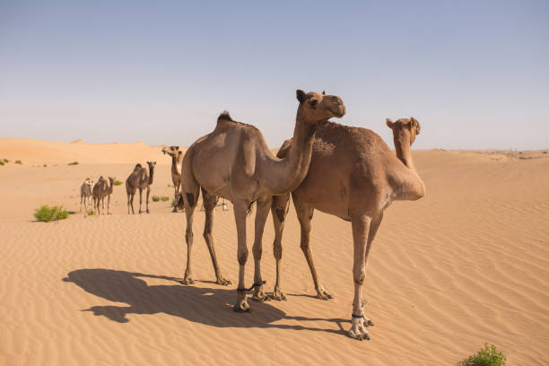 istock Wild camels in the desert 1072609304