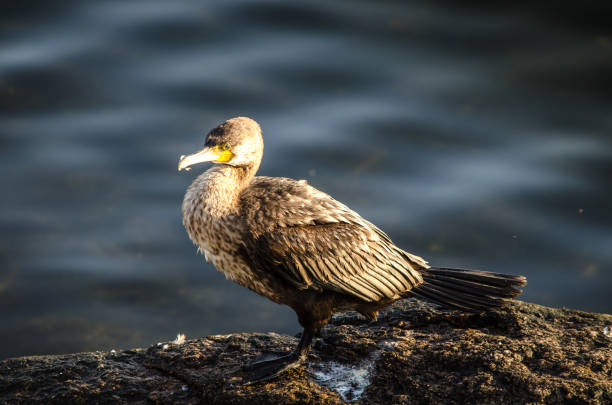 istock Cormorant in the sun 1072609410