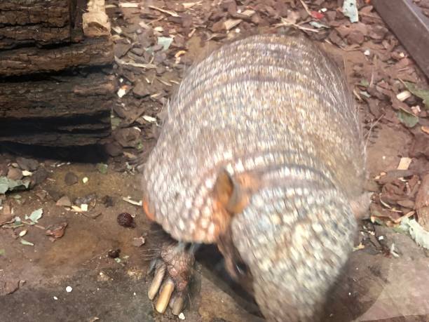 istock Reptile,Wolf,Animal,Wild 1072613382