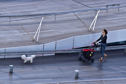 A middle-aged Japanese woman is walking her Toy French Poodle on the Yokohama Cruise Center roof and just in case it gets tired, she has a puppy stroller to let it ride home.