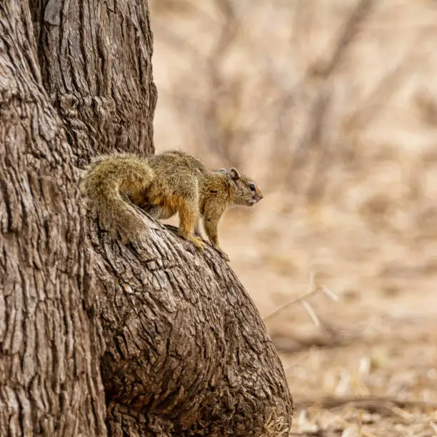 An African Tree Squirrel in a tree in Southern African savanna
