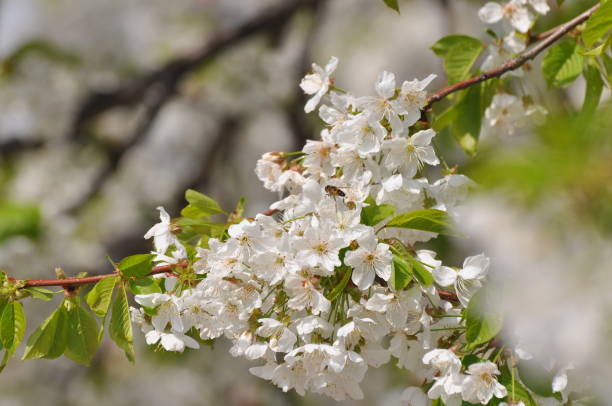 istock Sweet cherry flowers in full bloom 1072616242