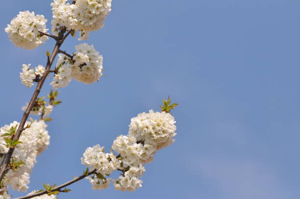 istock Sweet cherry flowers in full bloom 1072616484