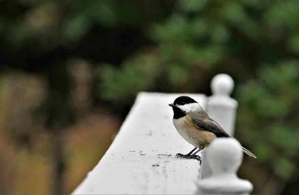 black capped chickadee bird - bird chickadee animal fence imagens e fotografias de stock