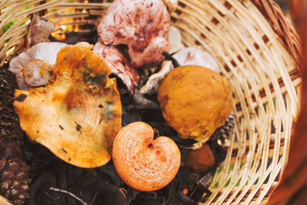 istock A basket of mushrooms 1072618184