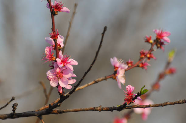 istock Pink peach flowers in spring 1072618364