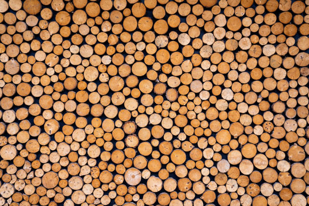istock Round wooden stumps background,Trees cut section for background texture. 1072621024