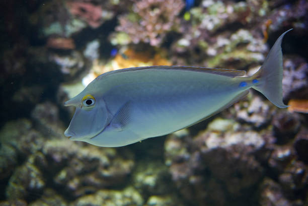 istock View of a bluespine unicornfish 1072622448