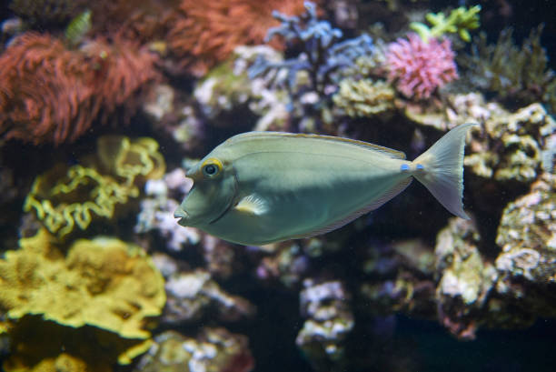istock View of a bluespine unicornfish 1072622452
